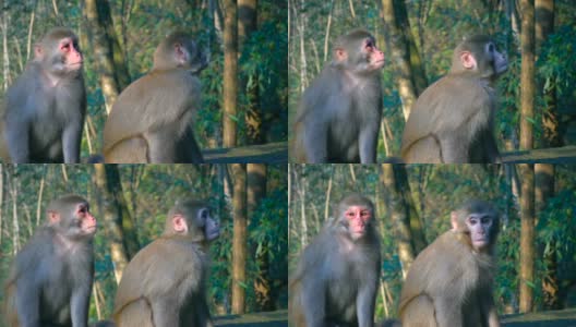 猴子在自然界中高清在线视频素材下载