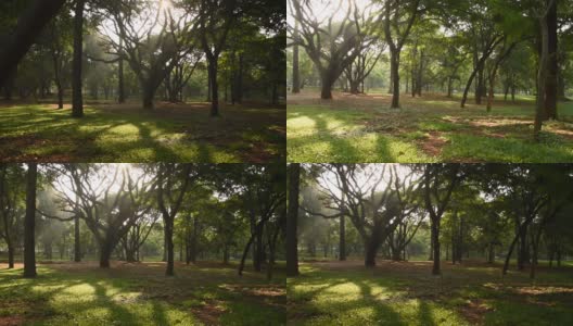 印度卡纳塔克邦班加罗尔的Lalbagh植物园高清在线视频素材下载
