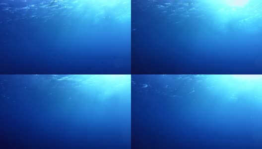 水下生活。蓝色的深高清在线视频素材下载