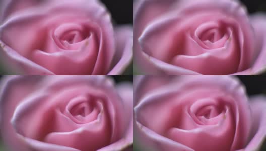 旋转微距近摄美丽盛开的粉红色玫瑰花高清在线视频素材下载