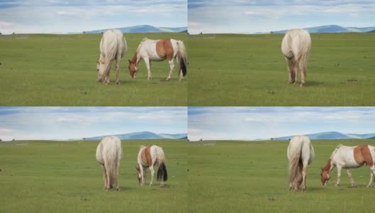 在蒙古山区牧场放牧的马高清在线视频素材下载