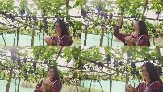 在阳光明媚的日子里，年轻美丽的亚洲妇女农民用数字平板检查悬挂的葡萄藤花园中的葡萄植株。快乐的女园丁准备在葡萄园收获成熟的有机葡萄高清在线视频素材下载