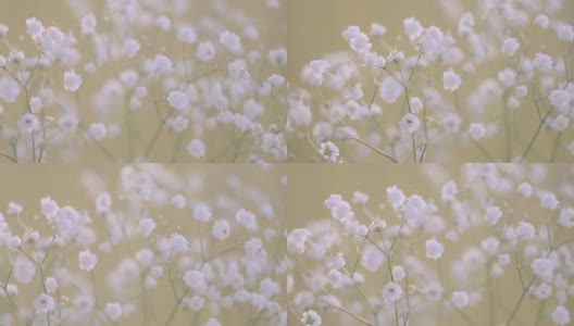 白色的小花的gypsophila特写在一个光的背景。高清在线视频素材下载