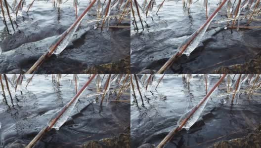 芬兰，当湖面开始结冰时，植物被冰覆盖高清在线视频素材下载