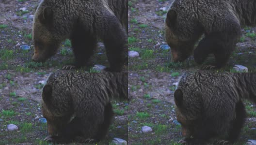 在大提顿国家公园觅食和散步的灰熊高清在线视频素材下载