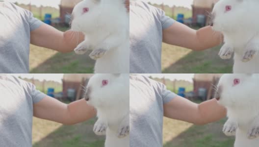 农夫抱着威瑟斯特写的可爱的白色绒毛兔子。野兔。复活节兔子高清在线视频素材下载