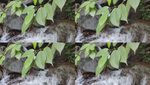 绿色植物叶子的特写镜头美丽的水通过岩石的背景下落。高清在线视频素材下载