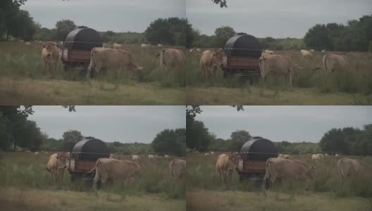 法国布列塔尼的利木赞奶牛。在法国北部布列塔尼地区，一群棕色的奥布拉克牛在草地上吃草。棕色奶牛的法国风景画。布雷顿奶牛在牧场上吃草高清在线视频素材下载