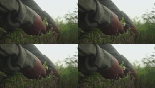 一名男子从植物中采摘坏杂草的特写镜头高清在线视频素材下载