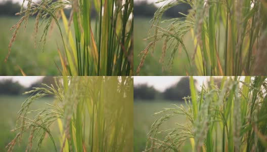 水稻/稻田耕作的日落景色高清在线视频素材下载