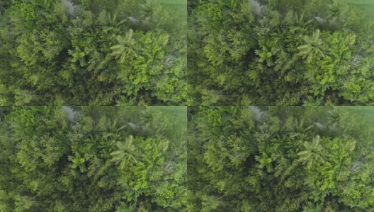 热带丛林。无人机拍摄的棕榈树森林。鸟吹口哨。高清在线视频素材下载