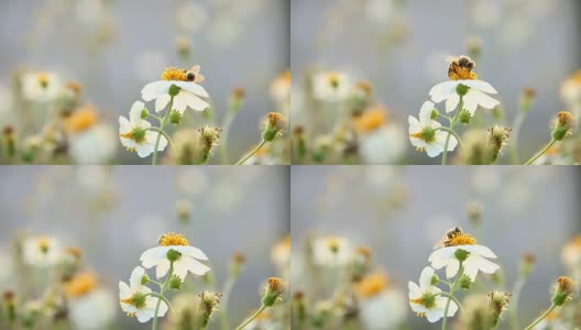 草花和蜜蜂在地里。泰国清迈高清在线视频素材下载