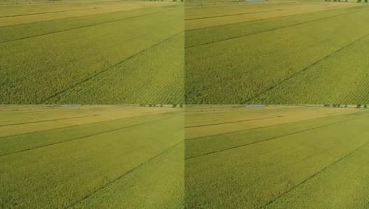 秋日里，一架无人机飞过稻田高清在线视频素材下载