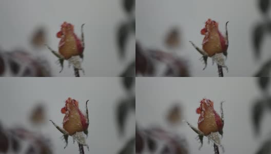 一朵玫瑰的图像，一朵花上的冰晶，色调，模糊。抽象背景，软焦点高清在线视频素材下载