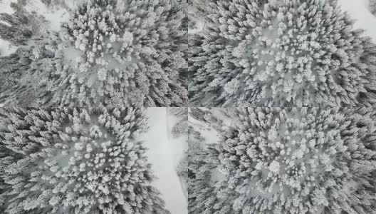 雪山松林俯视高清在线视频素材下载