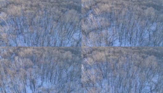 冬季森林-向后飞行高清在线视频素材下载