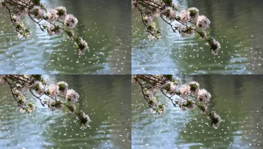 海棠花在北京盛开，非常美丽高清在线视频素材下载