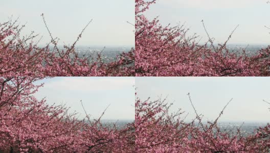 从松田的城市景观到盛开的樱花。高清在线视频素材下载