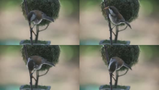 饥饿的鸟吃粉虫高清在线视频素材下载