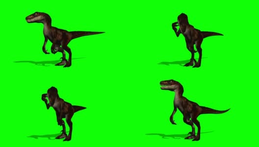 Velocirapor Dinosaurs in motion - green screen高清在线视频素材下载