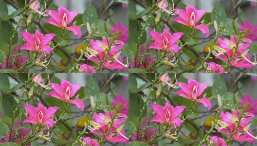 兰花树花或香港兰花树的特写高清在线视频素材下载