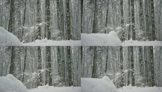 冬天的森林里，树木在下雪，小雪纷纷落下高清在线视频素材下载