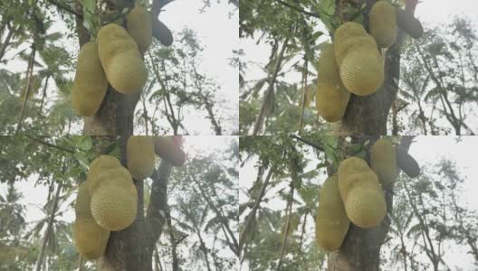 运动镜头的早晨太阳耀斑对杰克果实在杰克树包围椰子树高清在线视频素材下载