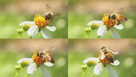 蜜蜂吃花的花粉高清在线视频素材下载