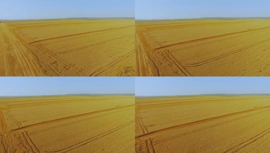 鸟瞰图之间的地平线晴朗的天空和金色的麦田背景全高清高清在线视频素材下载