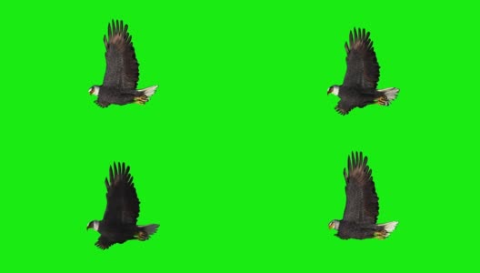 鹰滑翔2 -绿屏高清在线视频素材下载