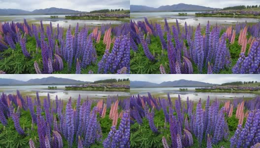 美丽的罗苹田在特卡波湖，新西兰的夏天高清在线视频素材下载
