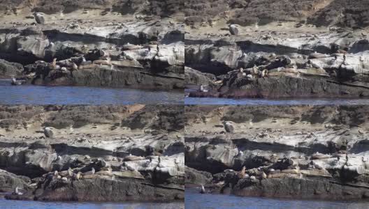 两段关于海豹群的慢镜头视频高清在线视频素材下载