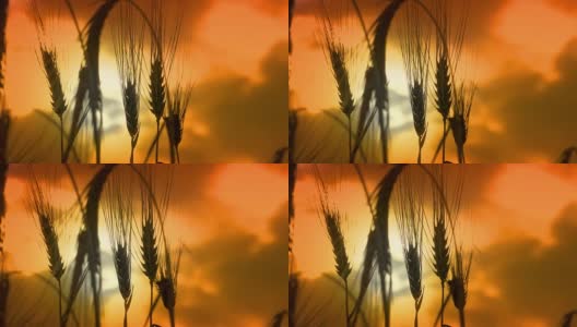 小麦，黑麦，水稻穗剪影摇摆在夕阳背景，电影的dof高清在线视频素材下载