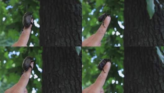 一只雌性甲虫的手指在东京街道附近的树上手持高清在线视频素材下载