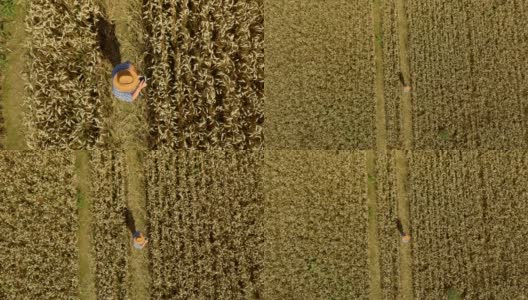 Zoom Man Hat在年轻的麦田和检查作物。鸟瞰图直接上方的农民监测他的小麦平板。麦田农民景观自然农业生长无人机拍摄人。高清在线视频素材下载