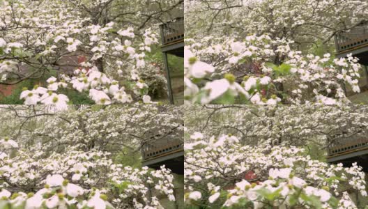 一棵盛开的白山茱萸树在一间有红色谷仓的房子的前院高清在线视频素材下载