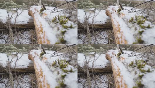 爱沙尼亚森林里海狸砍下来的木头高清在线视频素材下载