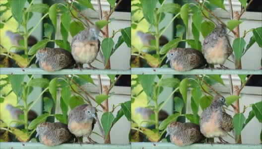 放松和梳理野生斑马鸽子夫妇，在阳台上的植物，曼谷郊区，泰国高清在线视频素材下载