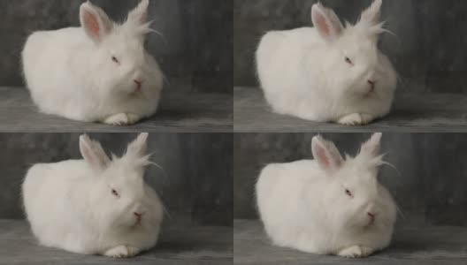 复活节兔子用五彩缤纷的复活节兔子蛋，漂亮的复活节兔子用兔子作为复活节节日的概念。复活节兔子。可爱的复活节兔子和五颜六色的复活节彩蛋。白色复活节兔子兔子。高清在线视频素材下载