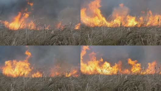 巨大的自然风暴点燃草原森林大火。燃烧的干草高清在线视频素材下载
