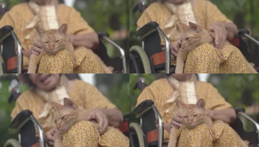 老妇人在后院的轮椅上抱着一只姜黄色的猫高清在线视频素材下载