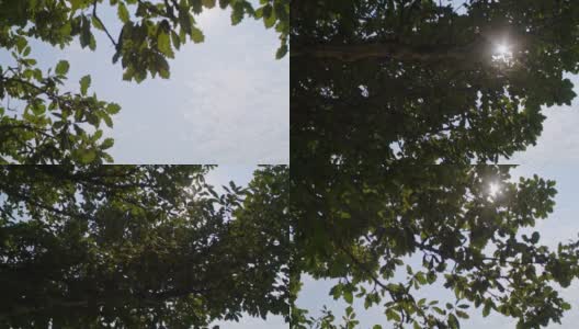 阳光透过树照进来高清在线视频素材下载