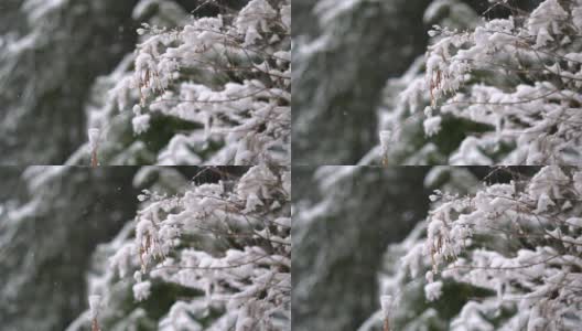 在印度喜马偕尔邦的马纳里，大雪中树枝被雪覆盖的特写镜头。冬天的背景。雪把树枝覆盖在雪里。冬季背景与复制空间高清在线视频素材下载