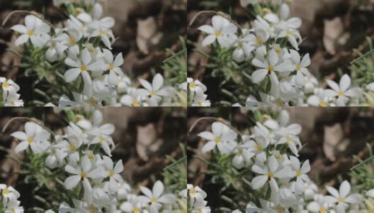 floribundus bloom - SAN bernardino MTNS - 061421 v高清在线视频素材下载