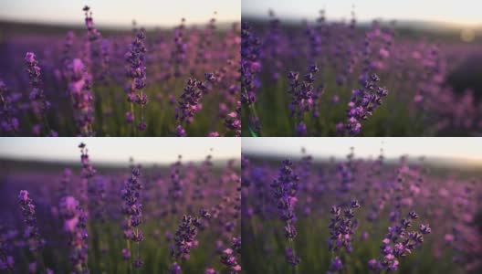 日落时在田野里盛开的薰衣草。普罗旺斯,法国。关闭了。有选择性的重点。薰衣草花春天的背景与美丽的紫色颜色和散景灯高清在线视频素材下载