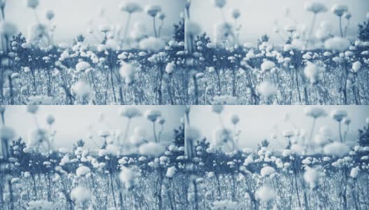 雪后冬季森林中被雪覆盖的植物。高清在线视频素材下载