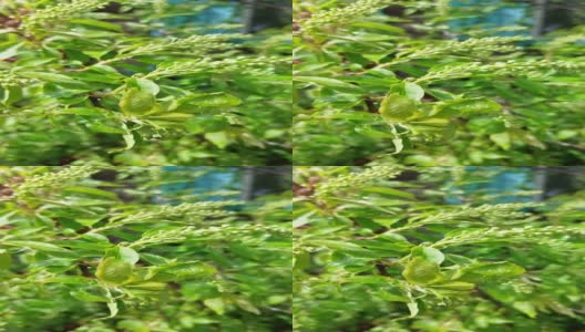 视频鸟樱桃树淡绿色的叶子后，雨高清在线视频素材下载