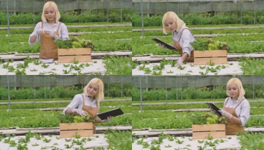 农业职业概念，年轻的女老板在菜场工作，妇女在温室里收获蔬菜高清在线视频素材下载