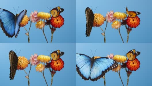 Blue morpho butterfly and yellow tiger butterfly on flowers高清在线视频素材下载