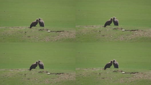 野生秃鹰在自然环境中的栖息地高清在线视频素材下载